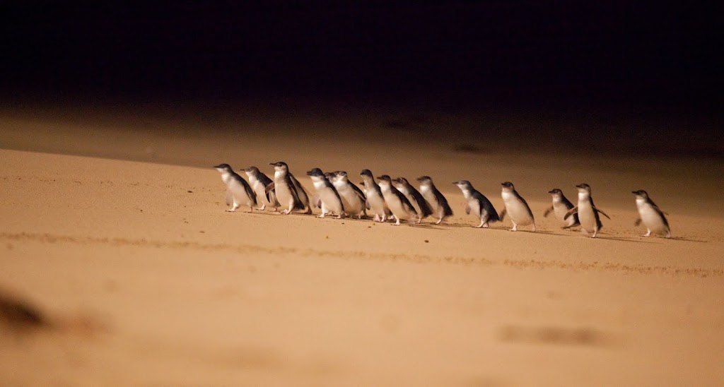 Why Phillip Island is more than just penguins