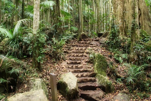 Why you should visit Tamborine Rainforest Skywalk?