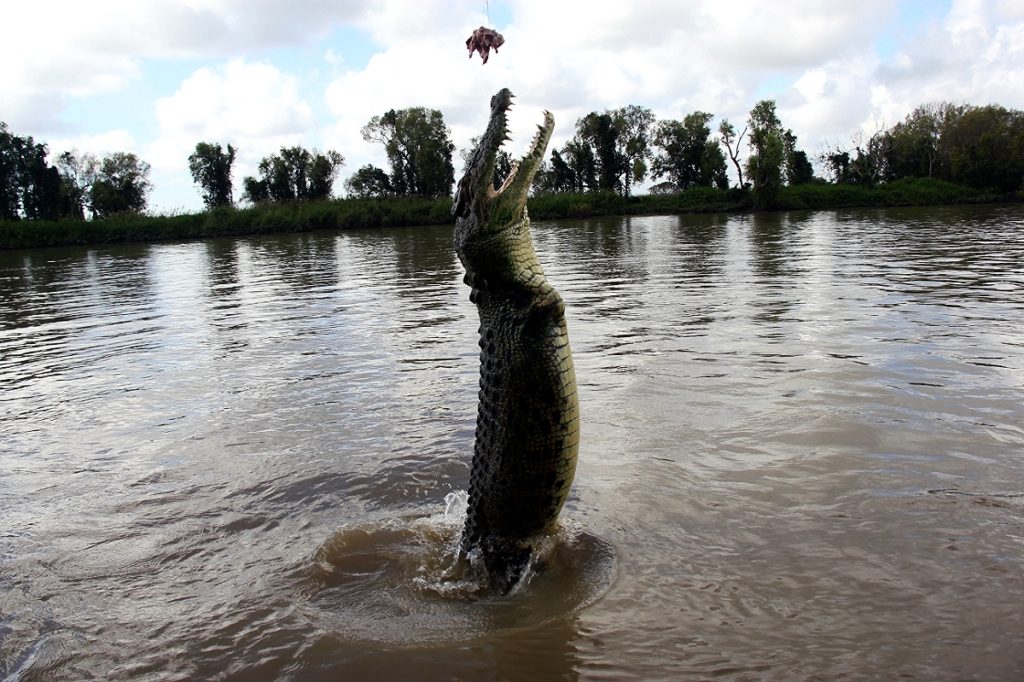 Darwin Jumping Crocodile
